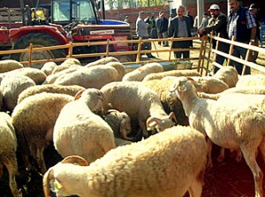 corderos a la venta en el mercado de ganado